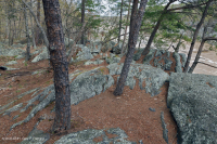 河畔基岩台地林地 – CEGL 008449 河畔基岩台地林地 – CEGL 008449