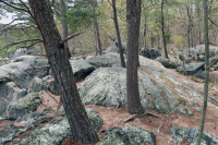 河畔基岩台地林地 – CEGL 008449 河畔基岩台地林地 – CEGL 008449