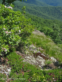 阿巴拉契亚中部耐旱栗橡树 - 弗吉尼亚松林 - CEGL 008540 阿巴拉契亚中部耐旱栗橡树 - 弗吉尼亚松林 - CEGL 008540