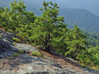 阿巴拉契亚中部耐旱栗橡树 - 弗吉尼亚松林 - CEGL 008540 阿巴拉契亚中部耐旱栗橡树 - 弗吉尼亚松林 - CEGL 008540