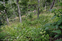 阿巴拉契亚中部耐旱栗橡树 - 弗吉尼亚松林 - CEGL 008540 阿巴拉契亚中部耐旱栗橡树 - 弗吉尼亚松林 - CEGL 008540