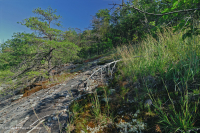 阿巴拉契亚中部耐旱栗橡树 - 弗吉尼亚松林 - CEGL 008540 阿巴拉契亚中部耐旱栗橡树 - 弗吉尼亚松林 - CEGL 008540