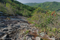 阿巴拉契亚中部耐旱栗橡树 - 弗吉尼亚松林 - CEGL 008540 阿巴拉契亚中部耐旱栗橡树 - 弗吉尼亚松林 - CEGL 008540