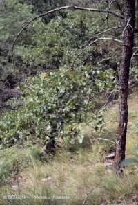 阿巴拉契亚中部耐旱栗橡树 - 弗吉尼亚松林 - CEGL 008540 阿巴拉契亚中部耐旱栗橡树 - 弗吉尼亚松林 - CEGL 008540