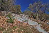 阿巴拉契亚中部耐旱栗橡树 - 弗吉尼亚松林 - CEGL 008540 阿巴拉契亚中部耐旱栗橡树 - 弗吉尼亚松林 - CEGL 008540