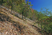 阿巴拉契亚中部耐旱栗橡树 - 弗吉尼亚松林 - CEGL 008540 阿巴拉契亚中部耐旱栗橡树 - 弗吉尼亚松林 - CEGL 008540