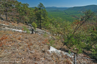 阿巴拉契亚中部耐旱栗橡树 - 弗吉尼亚松林 - CEGL 008540 阿巴拉契亚中部耐旱栗橡树 - 弗吉尼亚松林 - CEGL 008540