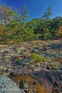 阿巴拉契亚中部耐旱栗橡树 - 弗吉尼亚松林 - CEGL 008540 阿巴拉契亚中部耐旱栗橡树 - 弗吉尼亚松林 - CEGL 008540