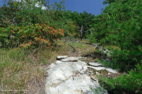 阿巴拉契亚中部耐旱栗橡树 - 弗吉尼亚松林 - CEGL 008540 阿巴拉契亚中部耐旱栗橡树 - 弗吉尼亚松林 - CEGL 008540