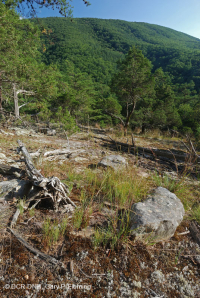 阿巴拉契亚中部耐旱栗橡树 - 弗吉尼亚松林 - CEGL 008540 阿巴拉契亚中部耐旱栗橡树 - 弗吉尼亚松林 - CEGL 008540