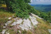 阿巴拉契亚中部耐旱栗橡树 - 弗吉尼亚松林 - CEGL 008540 阿巴拉契亚中部耐旱栗橡树 - 弗吉尼亚松林 - CEGL 008540