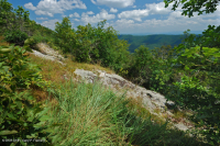 阿巴拉契亚中部耐旱栗橡树 - 弗吉尼亚松林 - CEGL 008540 阿巴拉契亚中部耐旱栗橡树 - 弗吉尼亚松林 - CEGL 008540