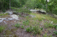 阿巴拉契亚中部耐旱栗橡树 - 弗吉尼亚松林 - CEGL 008540 阿巴拉契亚中部耐旱栗橡树 - 弗吉尼亚松林 - CEGL 008540