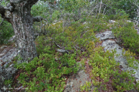 阿巴拉契亚耐旱松露头林地 – CEGL 004821 阿巴拉契亚耐旱松露头林地 – CEGL 004821