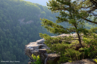 阿巴拉契亚耐旱松露头林地 – CEGL 004821 阿巴拉契亚耐旱松露头林地 – CEGL 004821