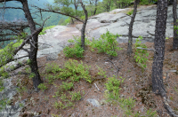 阿巴拉契亚耐旱松露头林地 – CEGL 004821 阿巴拉契亚耐旱松露头林地 – CEGL 004821