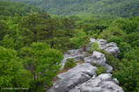 阿巴拉契亚耐旱松露头林地 – CEGL 004821 阿巴拉契亚耐旱松露头林地 – CEGL 004821