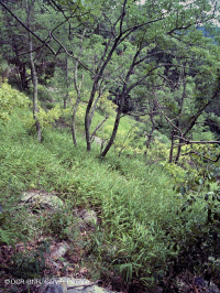 中央阿巴拉契亚基础梣木 - 山核桃林地 – CEGL 003683 中央阿巴拉契亚基础梣木 - 山核桃林地 – CEGL 003683