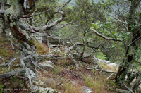 中央阿巴拉契亚基础梣木 - 山核桃林地 – CEGL 003683 中央阿巴拉契亚基础梣木 - 山核桃林地 – CEGL 003683