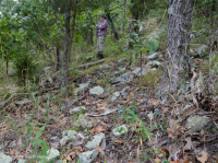 中央阿巴拉契亚基础梣木 - 山核桃林地 – CEGL 003683 中央阿巴拉契亚基础梣木 - 山核桃林地 – CEGL 003683