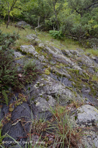 中央阿巴拉契亚基础梣木 - 山核桃林地 – CEGL 003683 中央阿巴拉契亚基础梣木 - 山核桃林地 – CEGL 003683