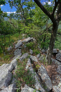 中央阿巴拉契亚基础梣木 - 山核桃林地 – CEGL 003683 中央阿巴拉契亚基础梣木 - 山核桃林地 – CEGL 003683