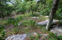 中央阿巴拉契亚基础梣木 - 山核桃林地 – CEGL 003683 中央阿巴拉契亚基础梣木 - 山核桃林地 – CEGL 003683