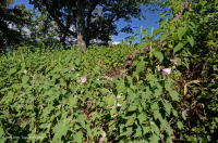 中央阿巴拉契亚基础梣木 - 山核桃林地 – CEGL 003683 中央阿巴拉契亚基础梣木 - 山核桃林地 – CEGL 003683