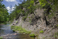 中阿巴拉契亚页岩荒地(南部类型) – CEGL 006562 中阿巴拉契亚页岩荒地(南部类型) – CEGL 006562