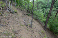 中阿巴拉契亚页岩荒地(南部类型) – CEGL 006562 中阿巴拉契亚页岩荒地(南部类型) – CEGL 006562