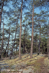 阿巴拉契亚中部耐旱页岩林地(弗吉尼亚松/稀疏草本类型)– CEGL 008525 阿巴拉契亚中部耐旱页岩林地(弗吉尼亚松/稀疏草本类型)– CEGL 008525