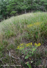 中阿巴拉契亚页岩荒地(页岩脊秃地/草原类型)– CEGL 008530 中阿巴拉契亚页岩荒地(页岩脊秃地/草原类型)– CEGL 008530