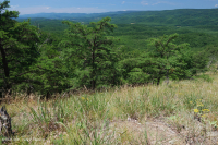 中阿巴拉契亚页岩荒地(页岩脊秃地/草原类型)– CEGL 008530 中阿巴拉契亚页岩荒地(页岩脊秃地/草原类型)– CEGL 008530