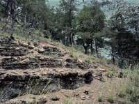 中阿巴拉契亚钙质页岩荒地 - CEGL 006037 (部分) 中阿巴拉契亚钙质页岩荒地 - CEGL 006037 (部分)