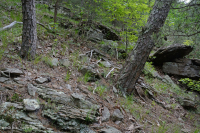 中阿巴拉契亚页岩荒地(南部类型) – CEGL 006562 中阿巴拉契亚页岩荒地(南部类型) – CEGL 006562