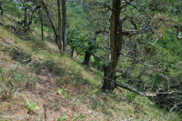 中阿巴拉契亚钙质页岩荒地 - CEGL 006037 (部分) 中阿巴拉契亚钙质页岩荒地 - CEGL 006037 (部分)