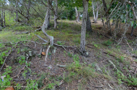 中阿巴拉契亚钙质页岩荒地 - CEGL 006037 (部分) 中阿巴拉契亚钙质页岩荒地 - CEGL 006037 (部分)