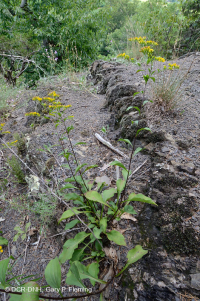 中阿巴拉契亚钙质页岩荒地 - CEGL 006037 (部分) 中阿巴拉契亚钙质页岩荒地 - CEGL 006037 (部分)