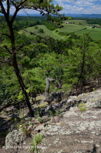 中阿巴拉契亚页岩荒地(北部类型)– CEGL 006288 中阿巴拉契亚页岩荒地(北部类型)– CEGL 006288