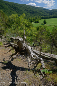 中阿巴拉契亚页岩荒地(北部类型)– CEGL 006288 中阿巴拉契亚页岩荒地(北部类型)– CEGL 006288