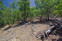 中阿巴拉契亚页岩荒地(北部类型)– CEGL 006288 中阿巴拉契亚页岩荒地(北部类型)– CEGL 006288