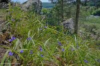 中阿巴拉契亚钙质页岩荒地 - CEGL 006037 (部分) 中阿巴拉契亚钙质页岩荒地 - CEGL 006037 (部分)