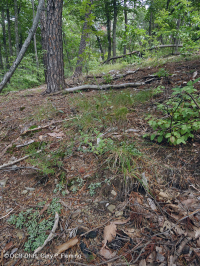 阿巴拉契亚中部耐旱页岩林地(栗橡树/混合草本类型)– CEGL 008526 阿巴拉契亚中部耐旱页岩林地(栗橡树/混合草本类型)– CEGL 008526