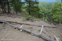 中阿巴拉契亚页岩荒地(北部类型)– CEGL 006288 中阿巴拉契亚页岩荒地(北部类型)– CEGL 006288