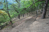 中阿巴拉契亚页岩荒地(北部类型)– CEGL 006288 中阿巴拉契亚页岩荒地(北部类型)– CEGL 006288