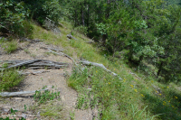 中阿巴拉契亚钙质页岩荒地 - CEGL 006037 (部分) 中阿巴拉契亚钙质页岩荒地 - CEGL 006037 (部分)