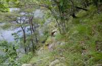 南皮埃蒙特镁铁质/钙质荒地 – CEGL 004443 南皮埃蒙特镁铁质/钙质荒地 – CEGL 004443