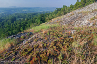 皮埃蒙特镁铁质贫瘠之地 – CEGL 006294 皮埃蒙特镁铁质贫瘠之地 – CEGL 006294