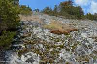 皮埃蒙特镁铁质贫瘠之地 – CEGL 006294 皮埃蒙特镁铁质贫瘠之地 – CEGL 006294