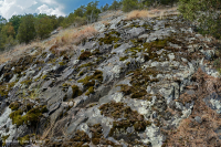 皮埃蒙特镁铁质贫瘠之地 – CEGL 006294 皮埃蒙特镁铁质贫瘠之地 – CEGL 006294